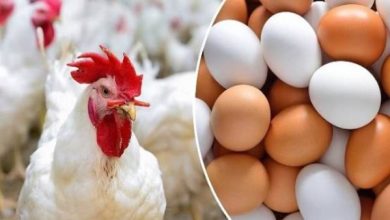 أسعار الدواجن اليوم